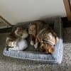 Marlin - liebevoller HerdiMix sucht