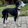 Xial, leinenführig, offen, loyal