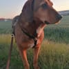 Reina in 01640 Coswig