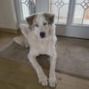 Balu möchte ankommen