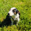 Sparky sucht ein Zuhause