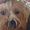 Szuzi, kleines Yorkshire MIx Mädchen