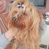 Szuzi, kleines Yorkshire MIx Mädchen
