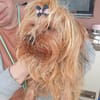 Szuzi, kleines Yorkshire MIx Mädchen