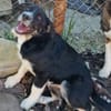 Toffy, kleines Hundemädchen sucht
