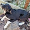 Toffy, kleines Hundemädchen sucht