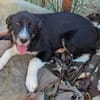 Toffy, kleines Hundemädchen sucht