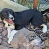 Toffy, kleines Hundemädchen sucht