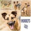 MORRYS * loyaler Herzenshund mit Charme