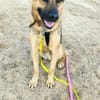 MORRYS * loyaler Herzenshund mit Charme