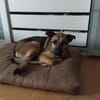 MORRYS * loyaler Herzenshund mit Charme