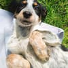Quietschfidele Hilda sucht ihre Menschen