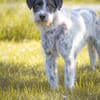 Linus