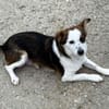 Puppy - freundlich und verspielt
