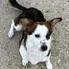 Puppy - freundlich und verspielt