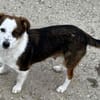 Puppy - freundlich und verspielt