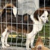 Puppy - freundlich und verspielt