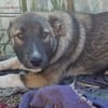 Timi, kleiner Hundemann sucht Zuhause