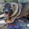 Timi, kleiner Hundemann sucht Zuhause