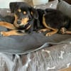 Ally ist so fröhlich und lieb!