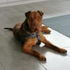 Bazsi, lieber Shar Pei Mischling