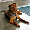 Bazsi, lieber Shar Pei Mischling