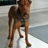 Bazsi, lieber Shar Pei Mischling
