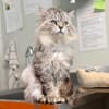 SWAROWSKY (FIV+)