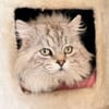 SWAROWSKY (FIV+)