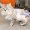 SWAROWSKY (FIV+)