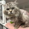SWAROWSKY (FIV+)