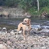 AIKO, un bonheur de chien
