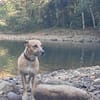 AIKO, un bonheur de chien