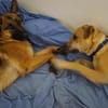 AIKO, un bonheur de chien