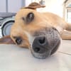 AIKO, un bonheur de chien