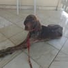 Kiara, la gentille louloute