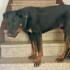 Filou