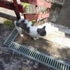 MINETTE