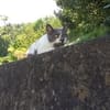 MINETTE