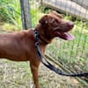 Pollux, mâle croisé Shar Pei, né le 03/06/2024 🐶