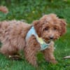 FILLY, quirliges Hundekind