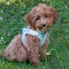 FILLY, quirliges Hundekind