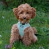FILLY, quirliges Hundekind