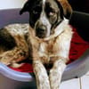 Bubbi sucht ein neues Zuhause