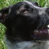 Bubbi sucht ein neues Zuhause