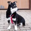 JESSYMAUS, liebenswertes Hundemädchen