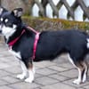 JESSYMAUS, liebenswertes Hundemädchen
