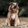 SLY sucht Menschen mit Hundeverstand