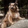 SLY sucht Menschen mit Hundeverstand