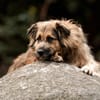 SLY sucht Menschen mit Hundeverstand